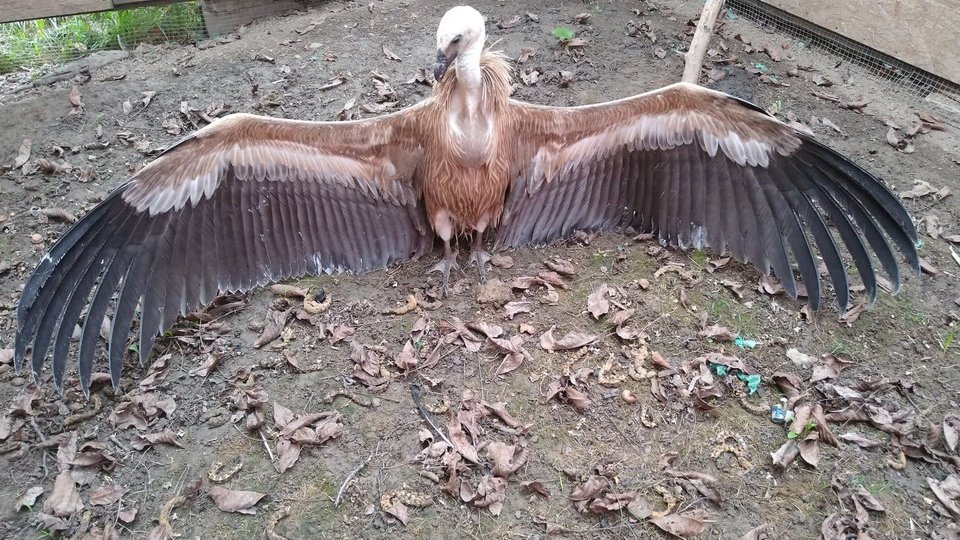 Pe cerul României a apărut un vultur sur, specie rară, pe cale de dispariție