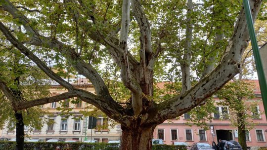 Turul arborilor remarcabili, din Brașov