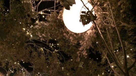 Luminițe de Crăciun și brazi în cartiere, din 2021. Anul acesta nu a mai fost timp