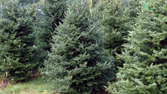 150 de brazi de Crăciun, la dispoziția brașovenilor, din pepiniera Regiei Pădurilor Kronstadt