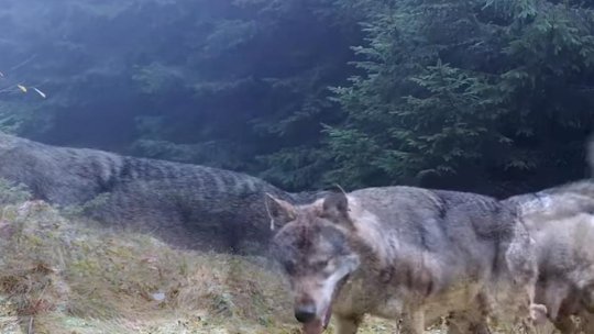 O pereche de lupi, surprinși de camere în Piatra Craiului fac deliciul internauților