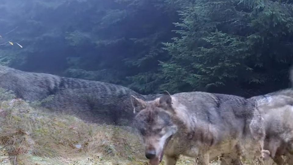 O pereche de lupi, surprinși de camere în Piatra Craiului fac deliciul internauților
