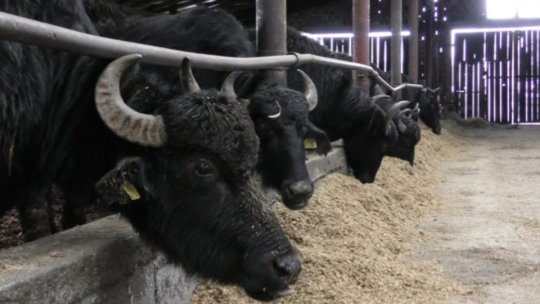 Cea mai mare fermă de bivoliţe din Ţara Făgăraşului se află la Viştea de Sus