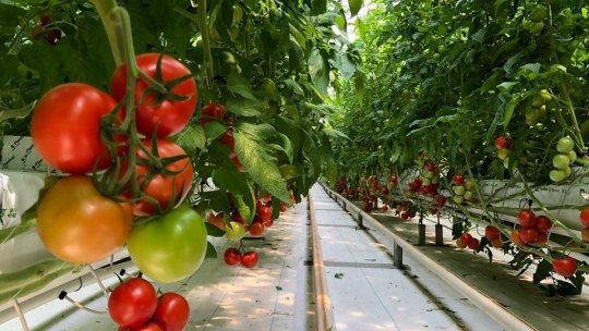 Legumele româneşti nu sunt contaminate cu pesticide