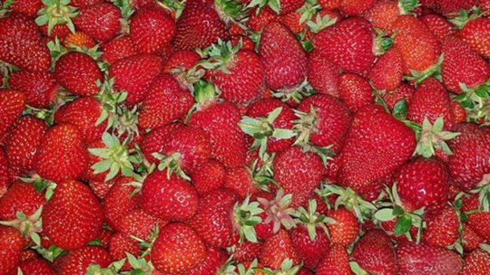 Spaniolii caută 900 de culegători de fructe