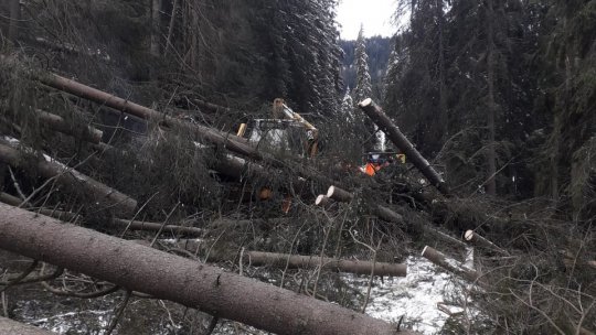 Vijelia a făcut prăpăd la Sinaia