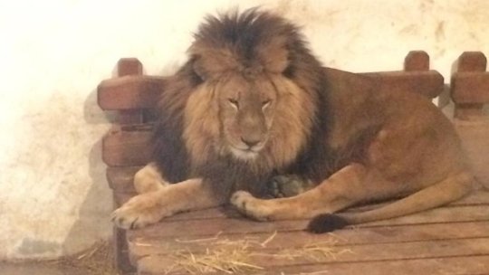 Zoo Brașov va putea fi vizitată, dar se iau măsuri de dezinfectare frecventă