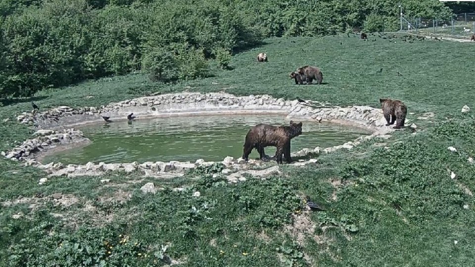 Fără vizite la sanctuarul de urși de la Zărnești