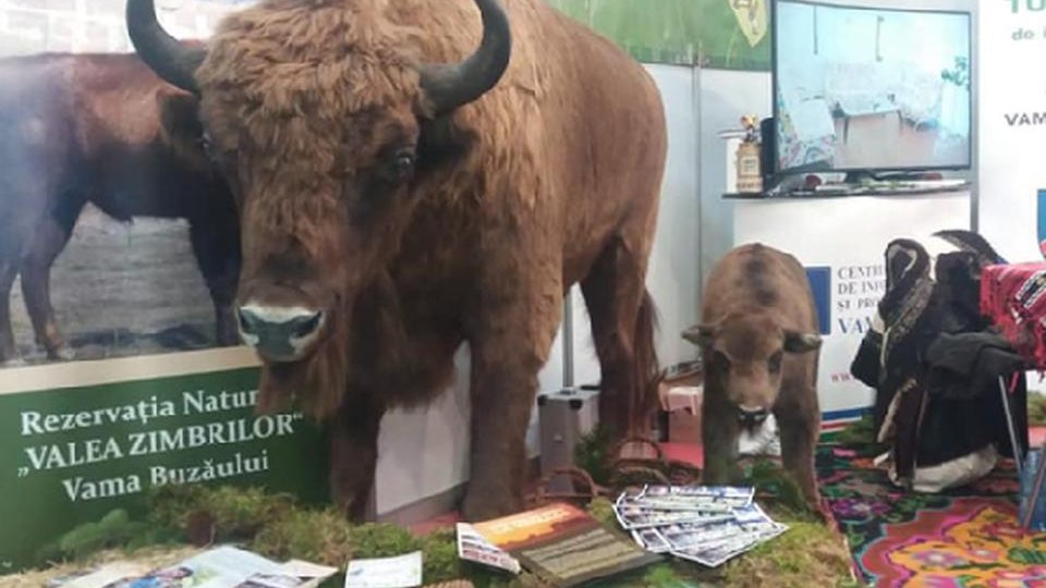 Vama Buzăului închide spațiile de zimbri. Șase persoane se află în izolare, în comună