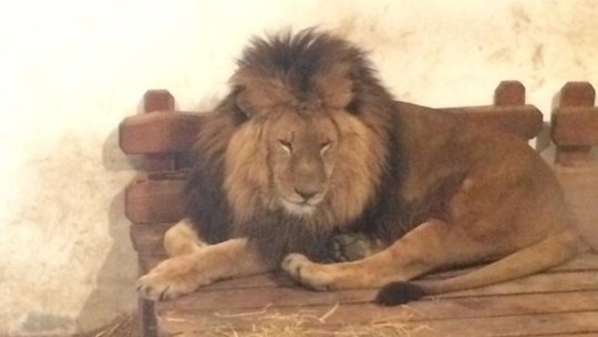 Zoo Brașov, peste 275.000 de vizitatori, în 2019