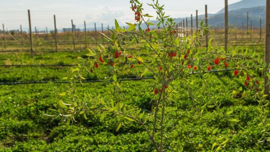 Singura pepinieră de plante goji certificată ecologic, din România, se află în județul Brașov
