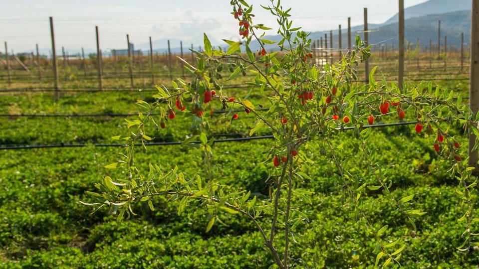 Singura pepinieră de plante goji certificată ecologic, din România, se află în județul Brașov