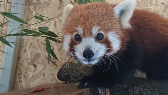 Un băiețel de panda roșu îi va ține companie lui Peggy