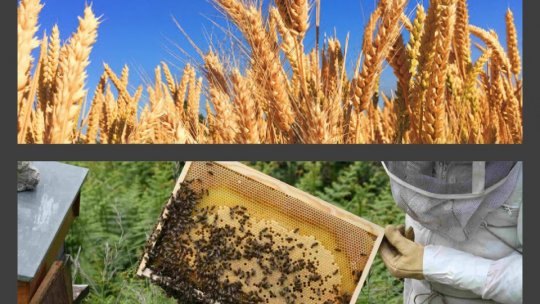 Exporturile de materie primă, interzise. Noi măsuri luate de Guvern, joi seara