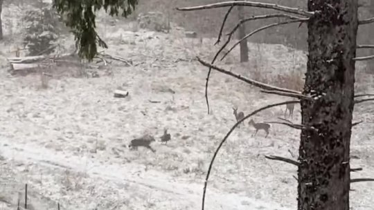 5 căprioare, vedete pe Facebook, într-o filmare, în Poiana Brașov