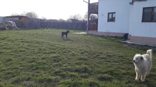 Casele de vacanță și cele aflate în construcție - ținta hoților în această perioadă