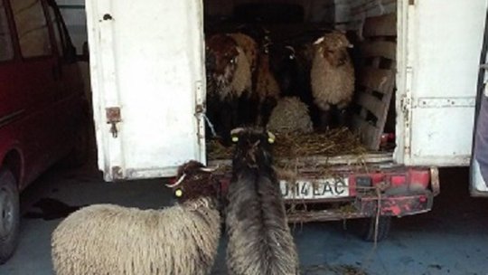 Controale OPC în piețe și magazine alimentare