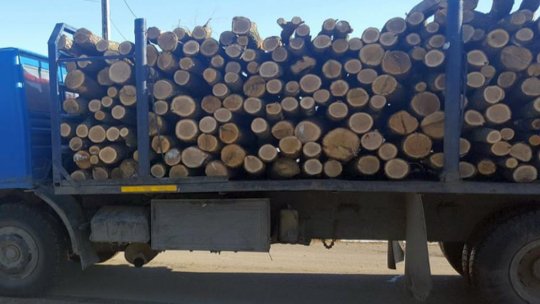 COVID-19 afectează puternic economia forestieră