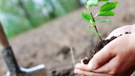 Aproape 80.000 de puieți, plantați în pădurile Brașovului