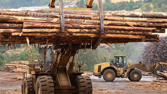 Exportul de buștean se interzice pe 10 ani, în spaţiul extracomunitar