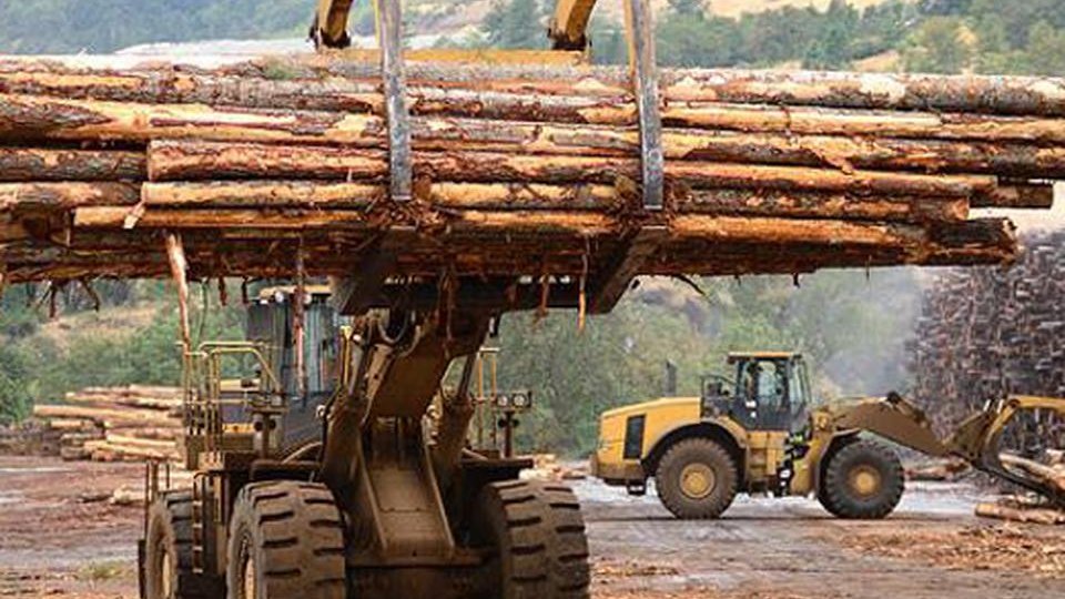 Exportul de buștean se interzice pe 10 ani, în spaţiul extracomunitar