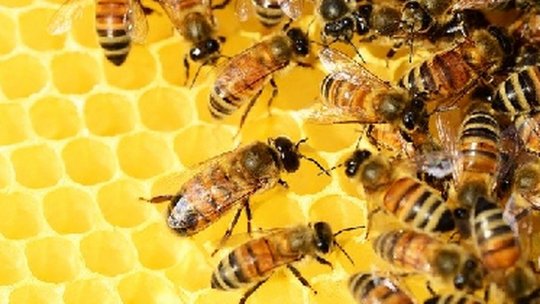 Producția de miere se anunță a fi redusă, anul acesta