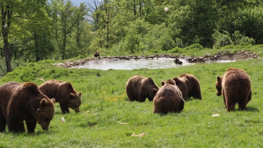 Urşii din Sanctuarul Libearty din Zărneşti au nevoie de sprijin