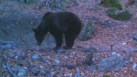 O poveste cu animale sălbatice, în vreme de Covid