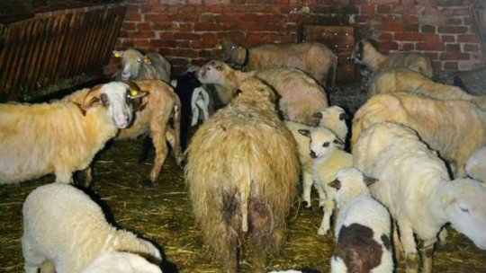 Cu mașina în turma de oi