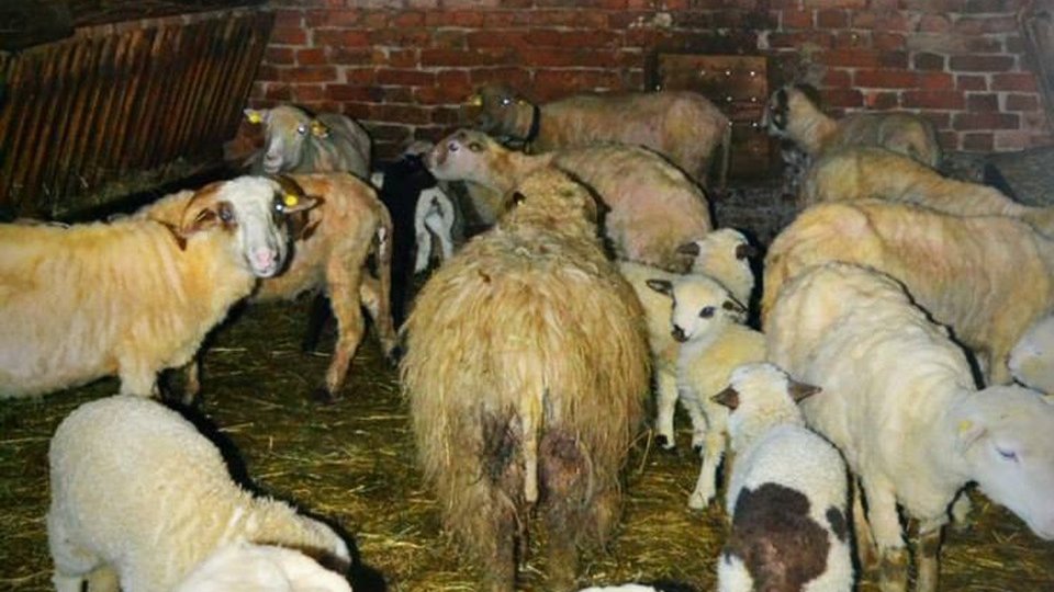 Cu mașina în turma de oi