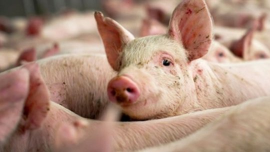Numărul focarelor de pestă porcină africană la nivel naţional a înregistrat o diminuare