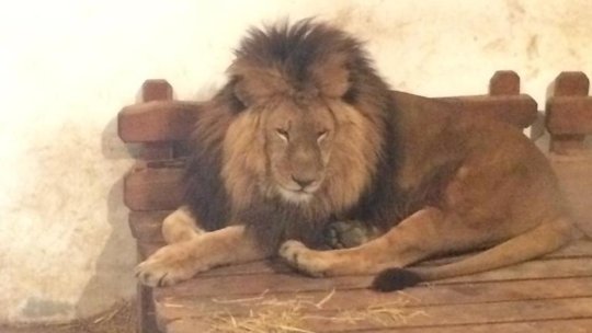 Cum vom merge la Zoo, din 19 mai