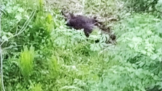 Dosar penal pentru un mistreț braconat