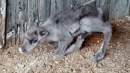 S-au mărit familiile de zimbri și reni la Vama Buzăului!