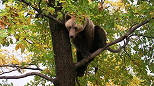 Pui de urs abandonați de ursoaică de teama localnicilor din Hârseni