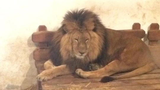 Gratis de Ziua Copilului, la Grădina Zoologică