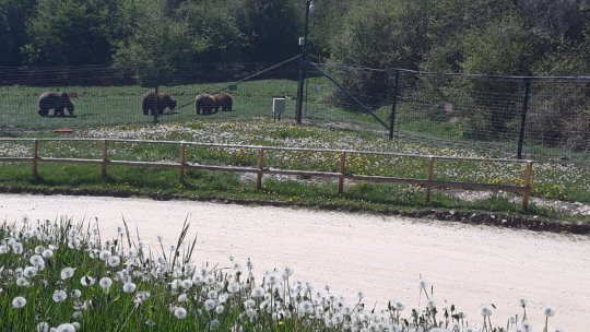 Vizitele la sanctuarul de urși din Zărnești vor fi reluate în 2 iunie