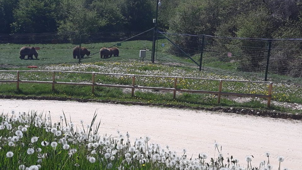 Vizitele la sanctuarul de urși din Zărnești vor fi reluate în 2 iunie