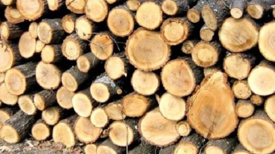 Acțiunile Gărzii Forestiere Brașov în perioada de urgență, finalizate cu amenzi de mii de lei