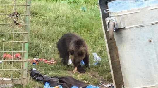 Evitaţi deplasările în păduri, avertizează jandarmii montani. Urșii au ieșit din hibernare