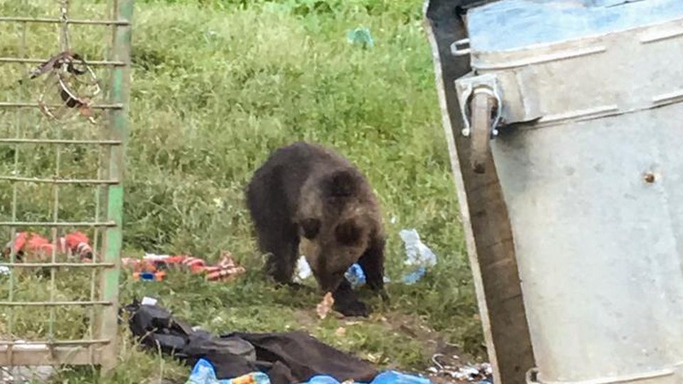 Evitaţi deplasările în păduri, avertizează jandarmii montani. Urșii au ieșit din hibernare