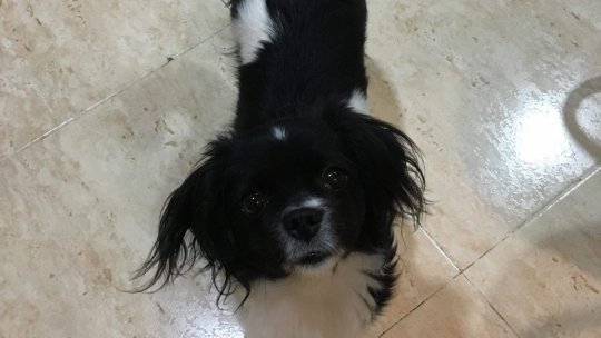 Atenție la sănătatea animalelor de companie!