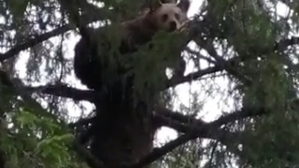 Alertă! Ursuleț într-un copac lângă pensiunea "Ursulețul"