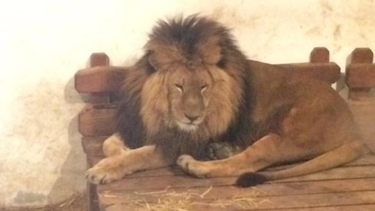 Zoo Brașov pregătește planul pentru redeschiderea porților