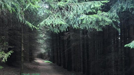 O boala rară a răşinoaselor ameninţă din ce în ce mai multe păduri ale Europei. Recent, fenomenul a fost sesizat şi în România, şi chiar la Braşov