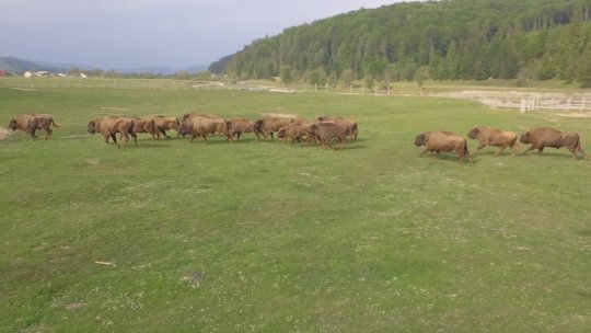 Număr record de turiști în Valea Zimbrilor din Vama Buzăului