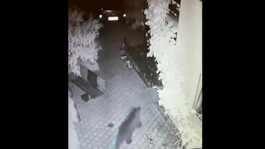 Ursul de pe Strada De Mijloc, adus în oraș de pofta de pătrunjel