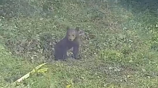 Pui de urs salvat după ce a căzut într-o fântână, la Teliu