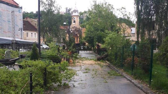 Zeci de arbori din oraș, toaletați sau tăiați