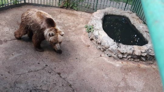Ursoaică de 34 de ani, transferată de la Zoo Galaţi la Sanctuarul Libearty din Zărneşti
